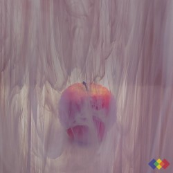SP Wispy 349-1S-F pourpre...