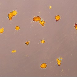 Miroir décoratif "Polvere...