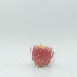 W Seedy 01 clair 27x26.5cm